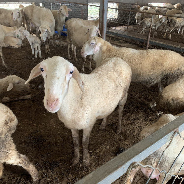 内丘养殖场直供湖羊苗羊仔羊羔子山羊种 柏乡养殖场活体山羊