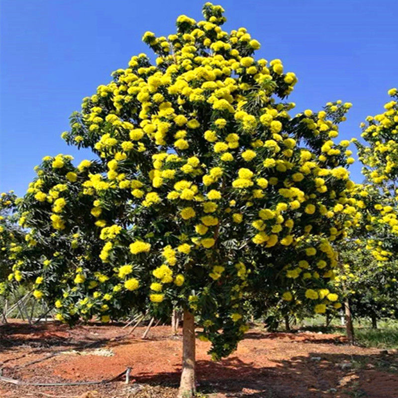 黄金熊猫树苗室外四季常青庭院绿化种植物开花观赏风景树绿植旺宅