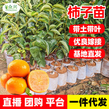 黑柿苗巧克力布丁苗台湾进口嫁接盆栽庭院阳台种植果树苗带土带叶