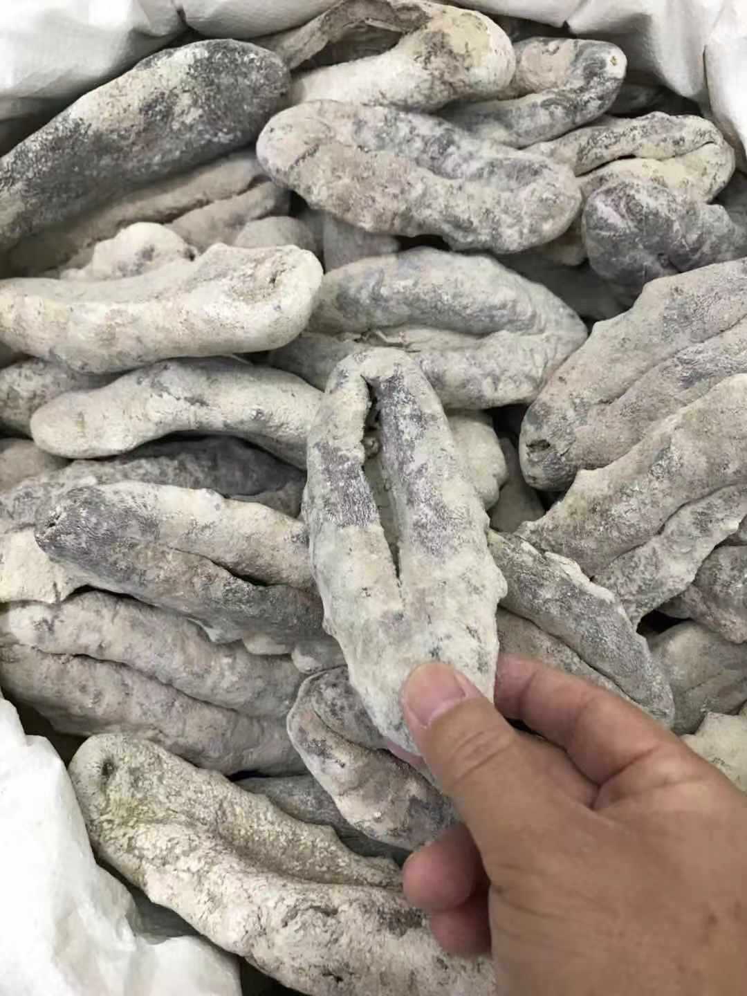 今天公布货源 白猪婆参 足干 厚肉囗感胶质好 3-5头￥740