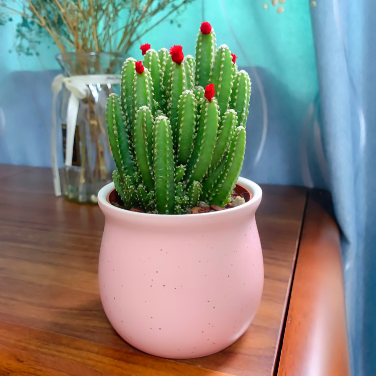 仙人掌多肉植物客厅防辐射盆栽室内发财树桌摆四季常绿好养吸甲醛