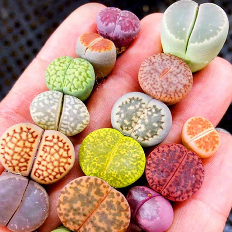 生石花多肉整盆大母本番杏科石生花屁股花肉肉pp花屁屁花卉盆栽