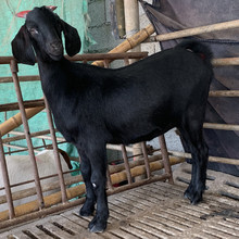 那里有卖黑山羊的 养一只黑山羊的成本 纯种巨型努比亚黑山羊