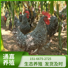 汶上芦花鸡苗价格 农村散养成年黑种小芦花鸡 养殖场出售芦花鸡