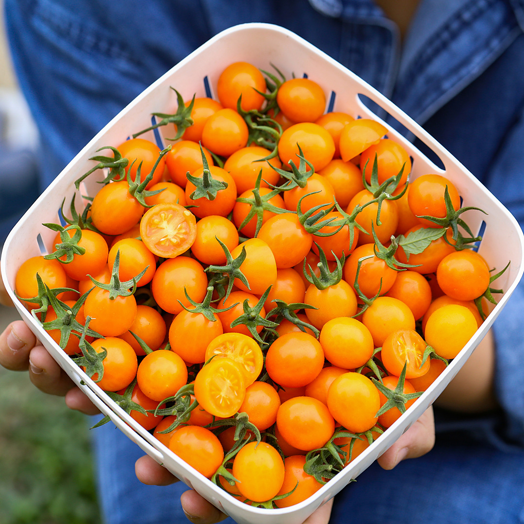 福建金玲珑小柿子3斤装 新鲜水果小番茄