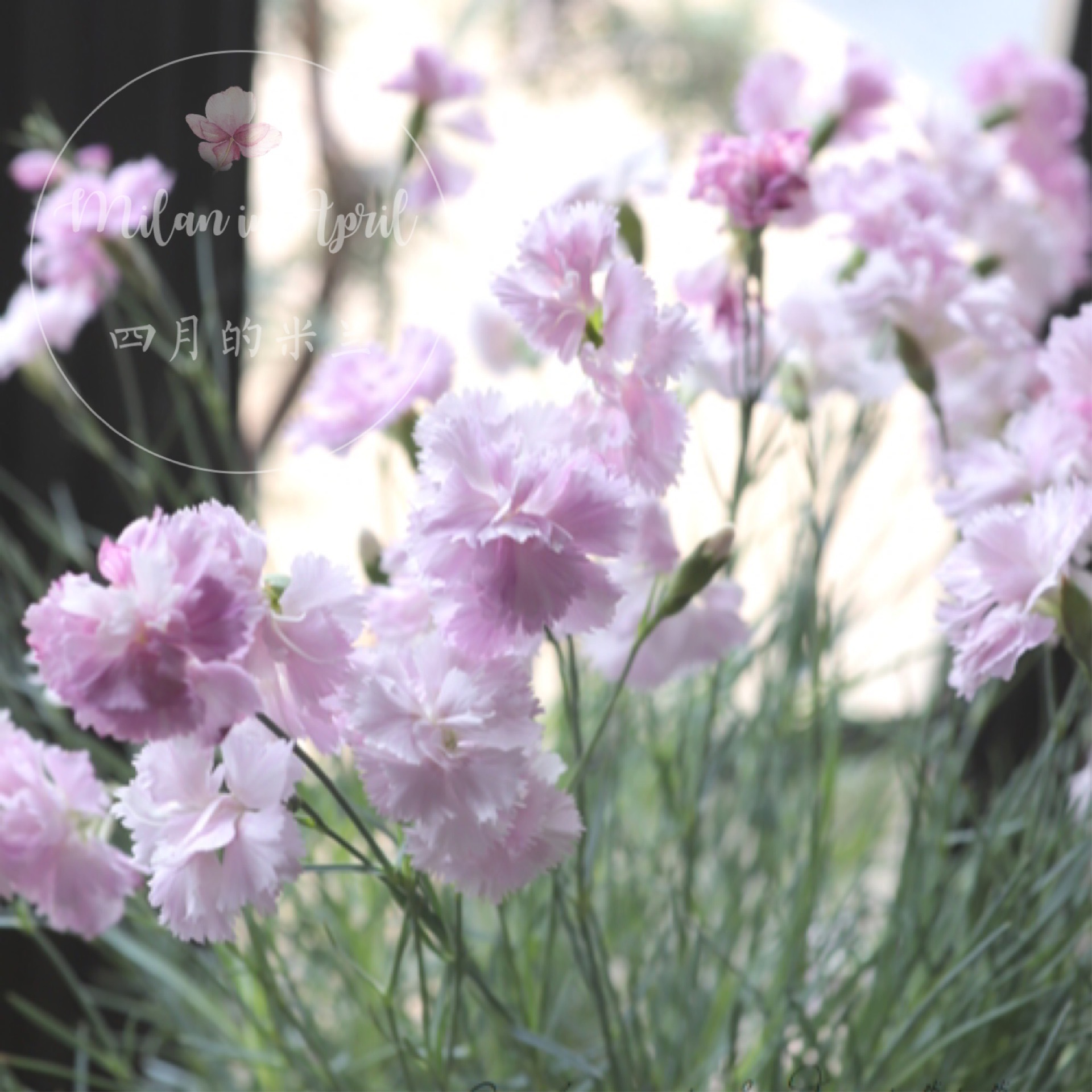 进口蓝灰石竹盆栽四季开花苗芳香多年生常绿植物花卉耐寒耐热绿植