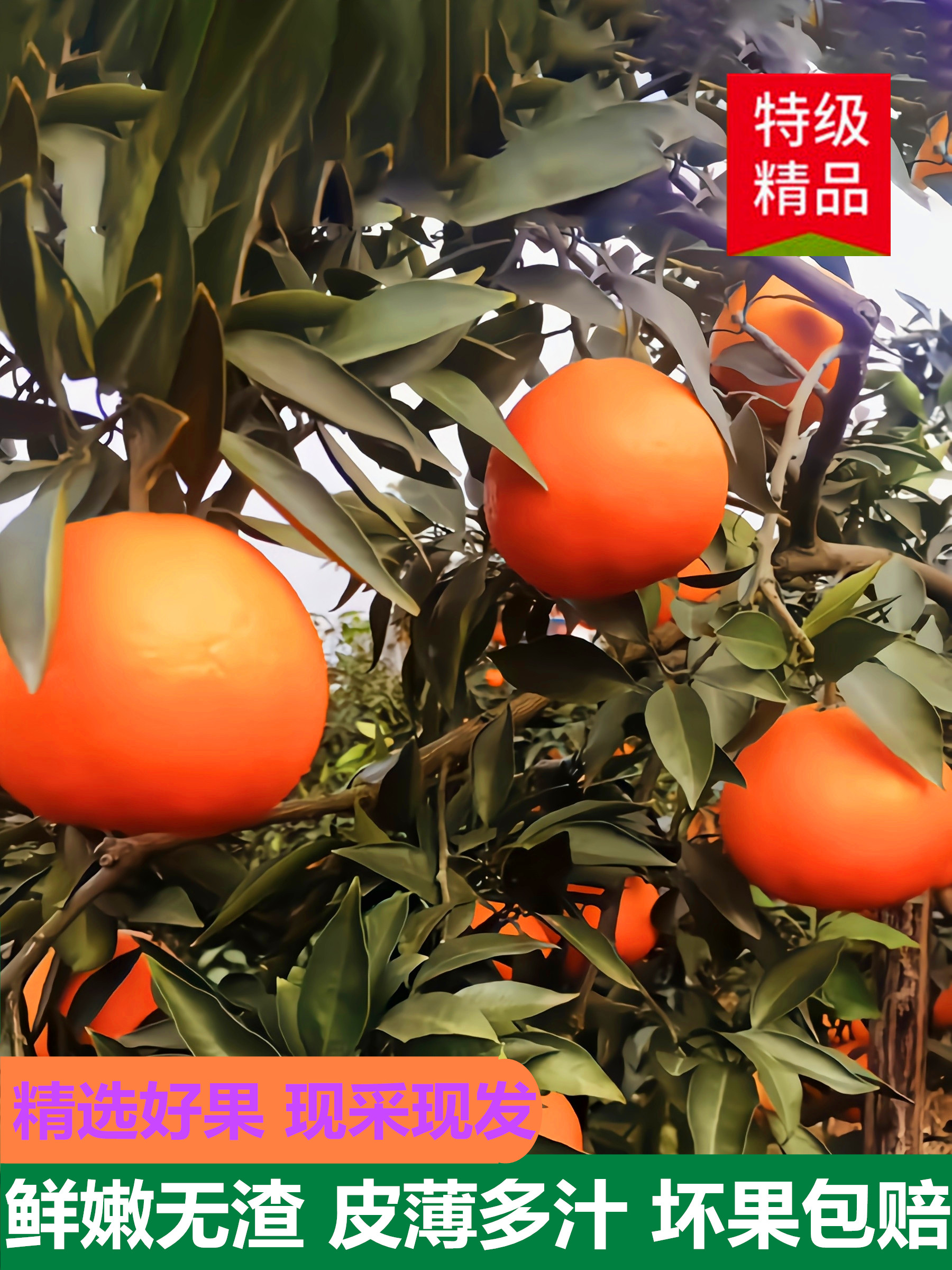 四川爱媛38号果冻橙红美人柑橘桔子手拨橙子当季送礼新鲜水果10斤