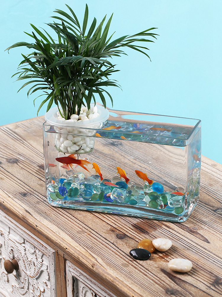 植物水培金鱼缸