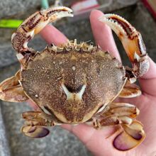 石蟹急冻特大海鲜香辣蟹螃蟹速冻新鲜沙蟹招财蟹梭子蟹饭店批发