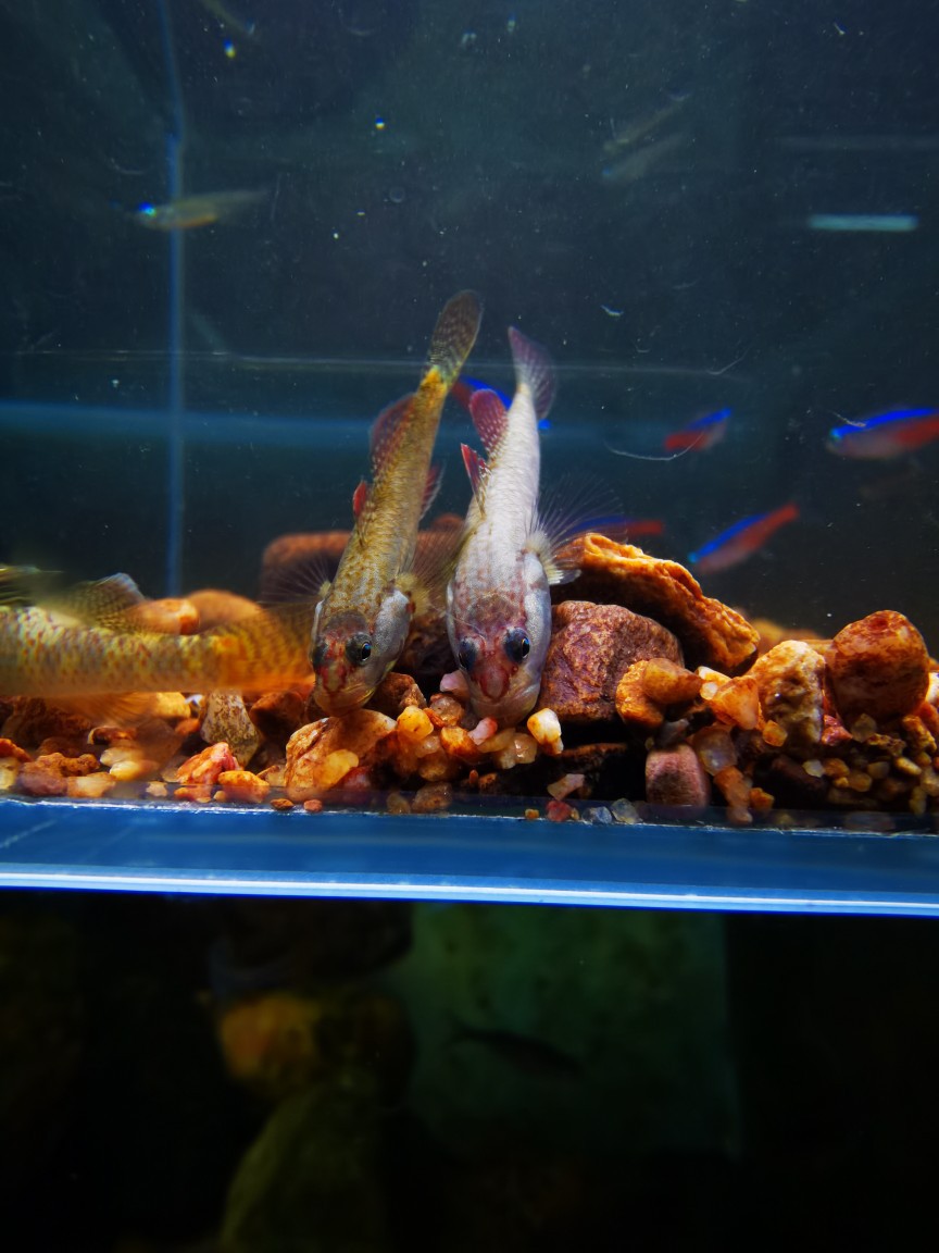 稀有原生溪流吻白面虾虎鱼好养耐活冷水鱼小型淡水热带观赏鱼李氏
