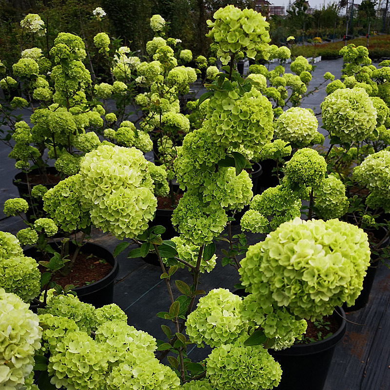 中华木本绣球中华木绣球斗球地栽大苗庭院树苗木本花卉