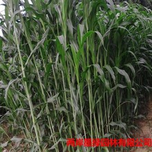 家庭园艺高丹草牧草种子 绿化工程易打理播种苗 动物饲料牧草籽