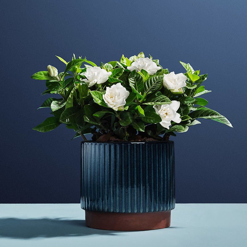 办公室植物柑橘栀子花的绿植盆栽室内活绿植栀子花盆栽浓香型四季