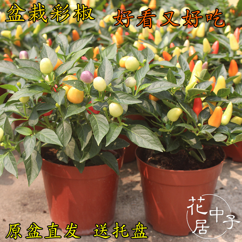 观赏椒彩 五彩椒盆栽 食用泡椒/朝天椒变色椒 辣椒盆栽带花果发货