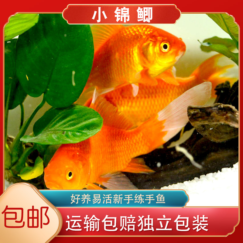 诺比诺宠物/夜市摆摊包包鱼/冷水观赏鱼金鱼批发/金鱼活体包邮