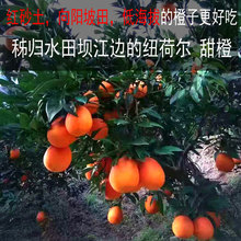 宜昌秭归纽荷尔脐橙10斤爆汁甜橙大果新鲜橙子当季姊归非九月红橙