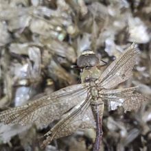 红蜻蜓中药材正品药用红蜻蜓 干蜻蜓 100克包邮 另售绿蜻蜓可磨粉