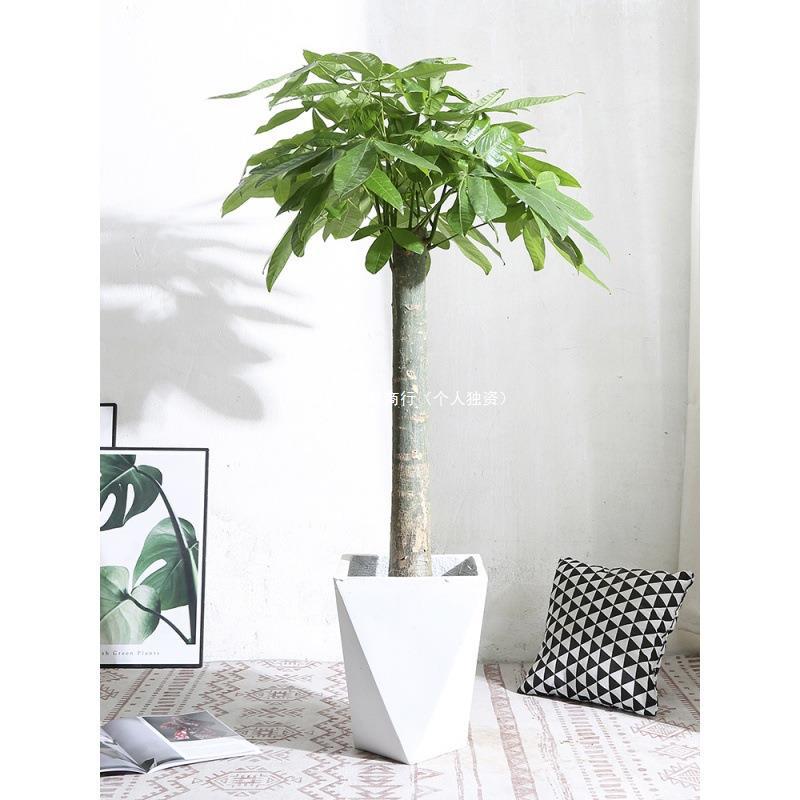 发财树摆客厅大棵禄植盆栽办公室室内高大绿植金钱树摇钱树高送礼