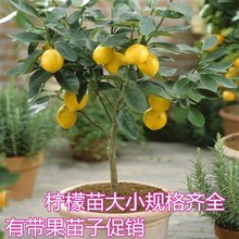 柠檬树苗 盆栽果树 多花带果 四季柠檬苗 尤力克多季结果黄柠檬