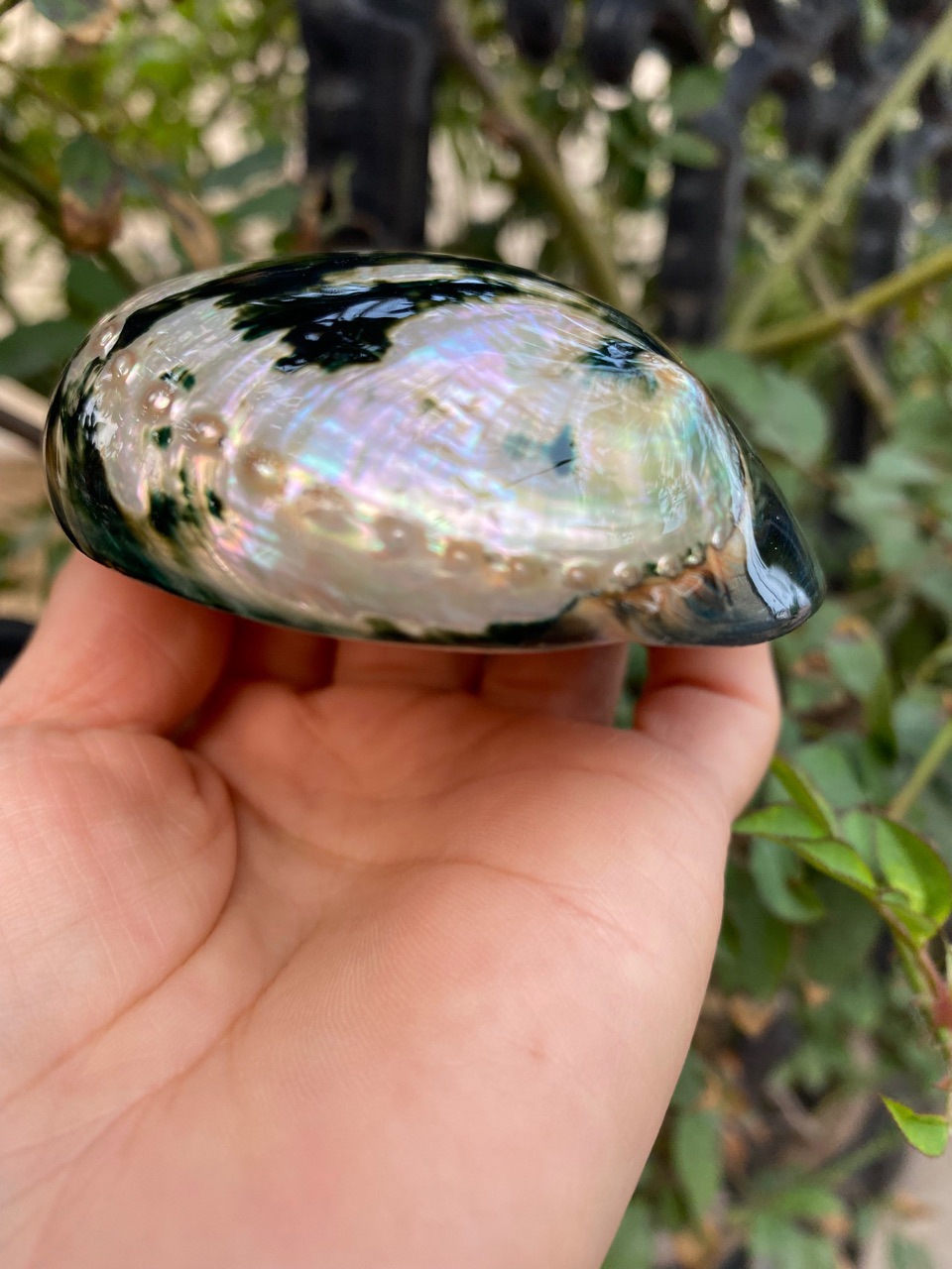 10-11厘米炫彩光泽黑金鲍 黑鲍鱼壳 天然贝壳海螺 鼠尾草燃烧壳