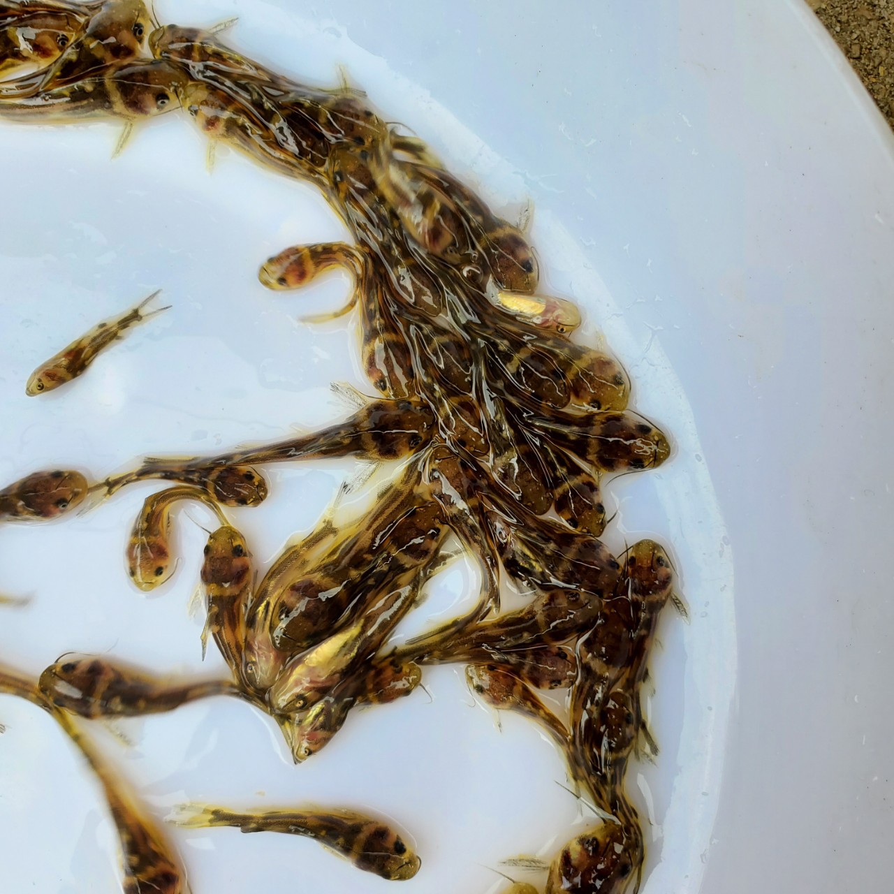 黄骨鱼苗 杂交黄骨鱼 黄颡鱼苗 牛尾巴鱼苗 黄蜂鱼苗 全雄黄骨鱼