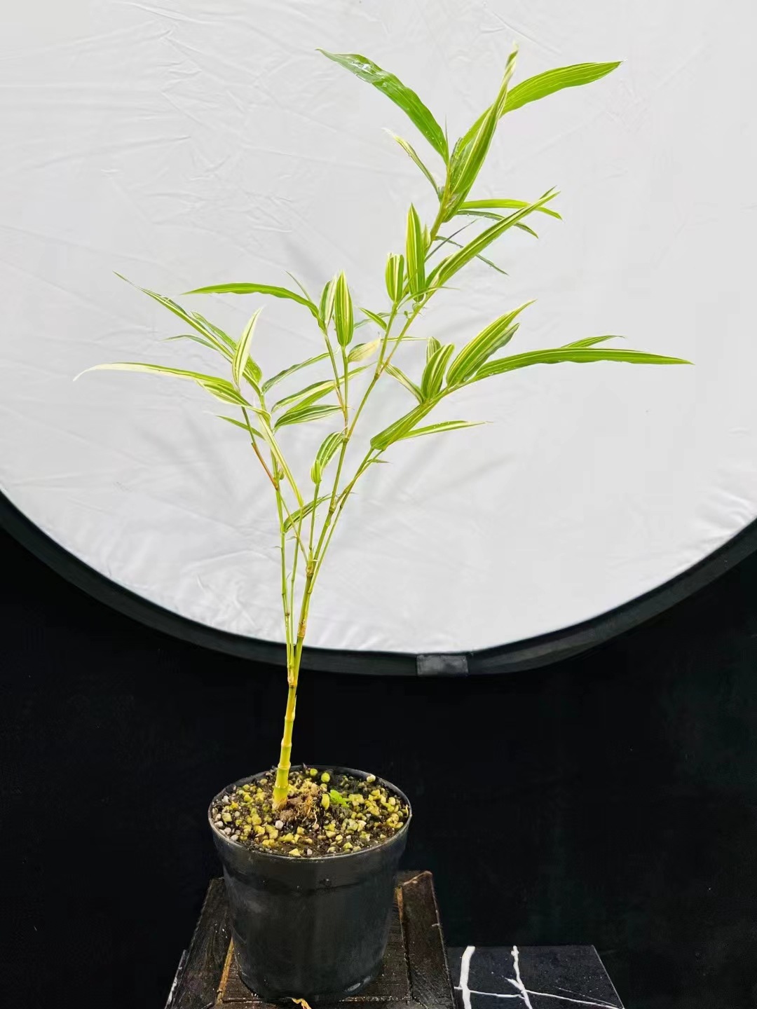 庭院种竹子