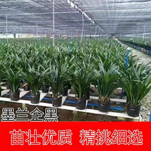 浓香兰花盆栽墨兰企黑报岁兰宽叶兰花苗素心白墨客厅阳台绿植花卉
