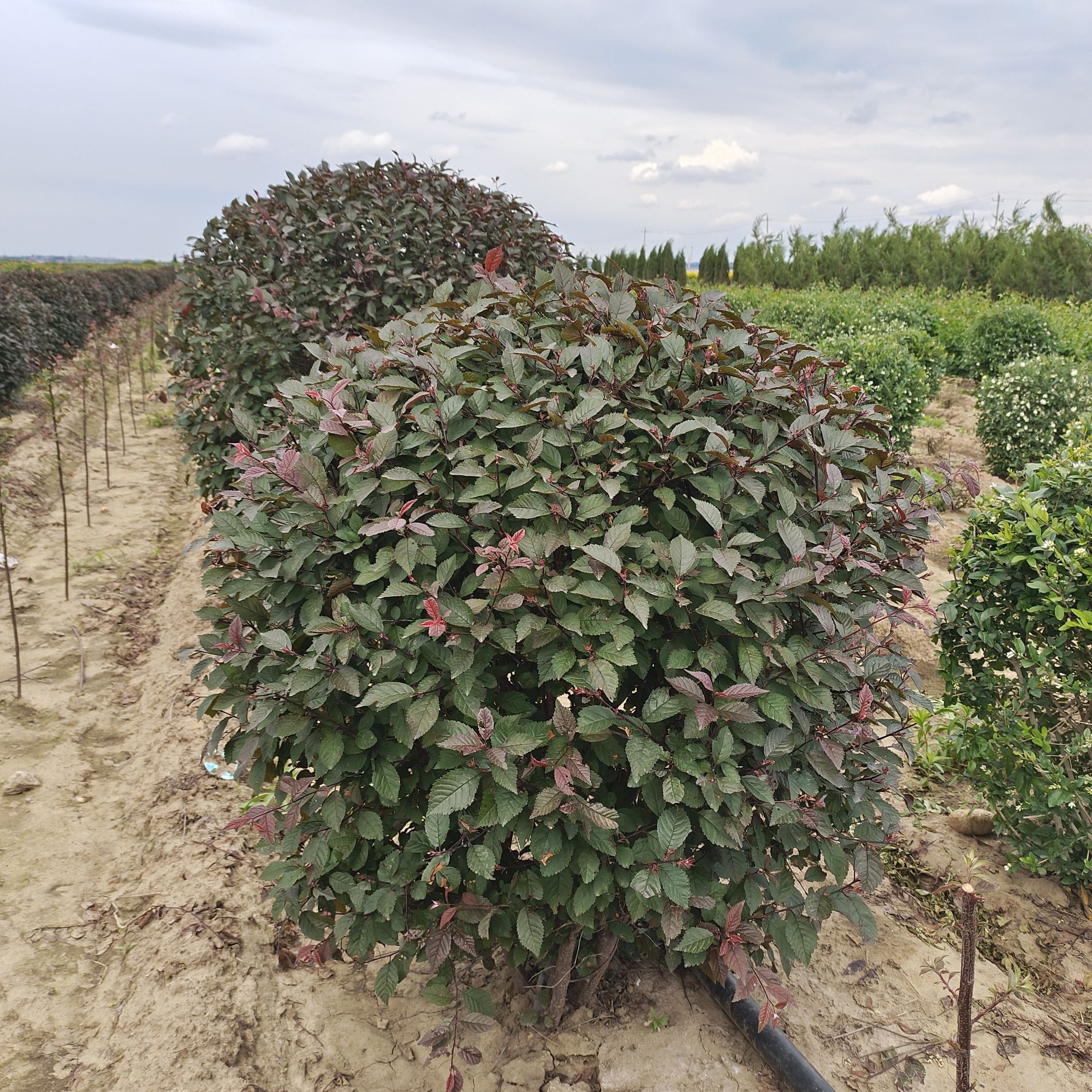 红叶榆叶梅球 重瓣榆叶梅 东北耐寒彩叶苗木 园林景区绿化苗-阿里巴巴