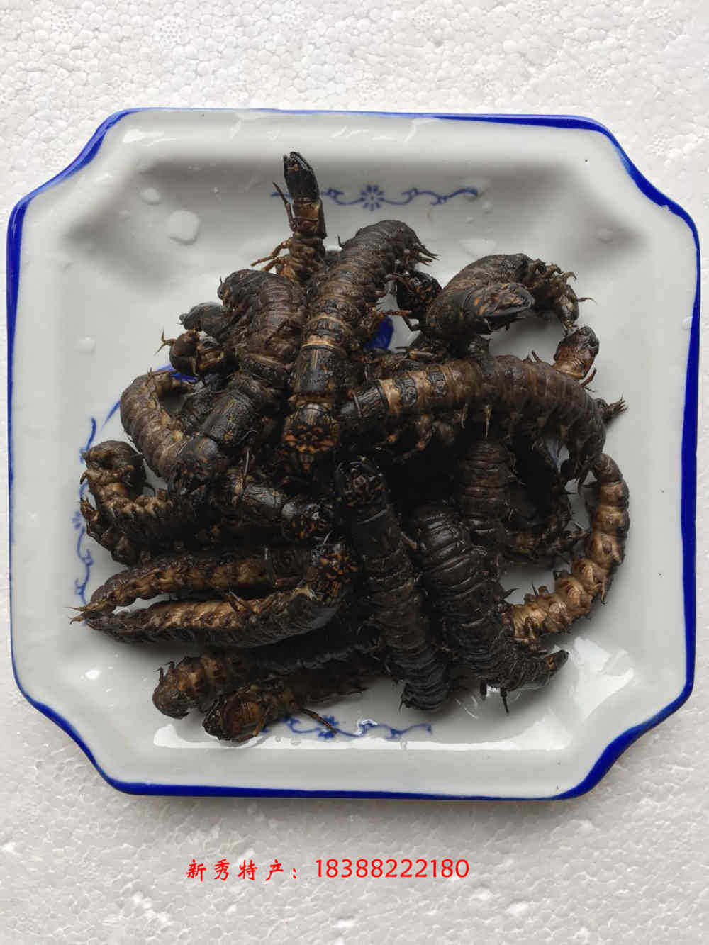 批发供应【云南特产】 爬沙虫 食用昆虫 虫参水蜈蚣 鲜活速冻