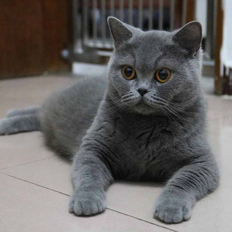 出售成年猫咪活体大猫英短纯蓝 老猫 英短猫成年疫苗齐全定金价