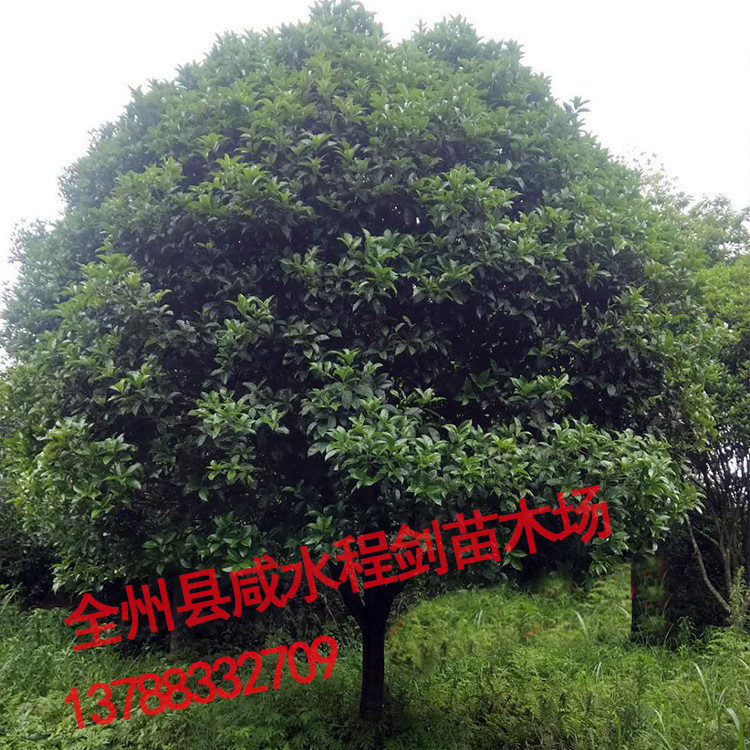 广西桂花树大桂花 直径16-18公分