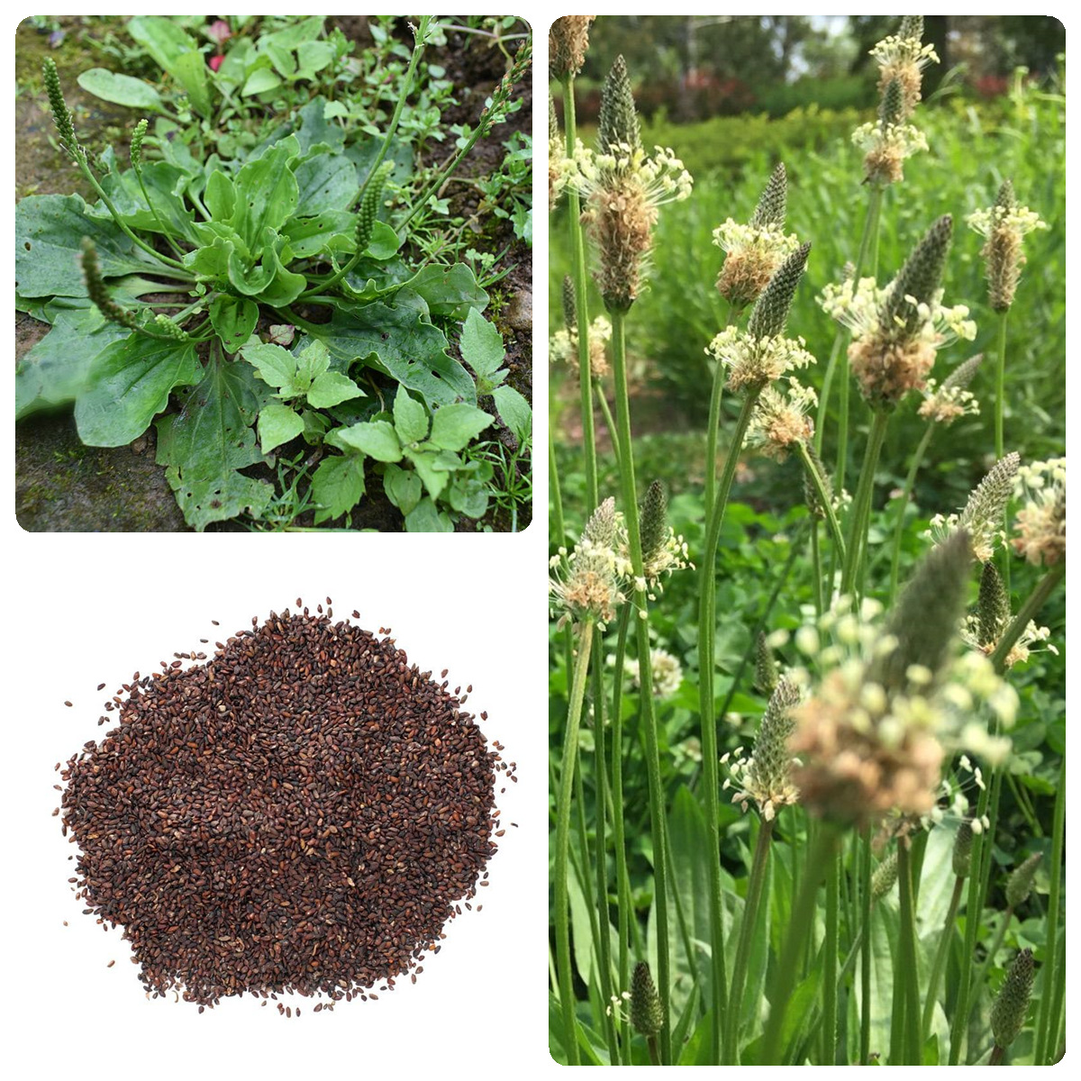 食用车前草种子平车前野菜四季播种中药材车轮菜野生车前子籽