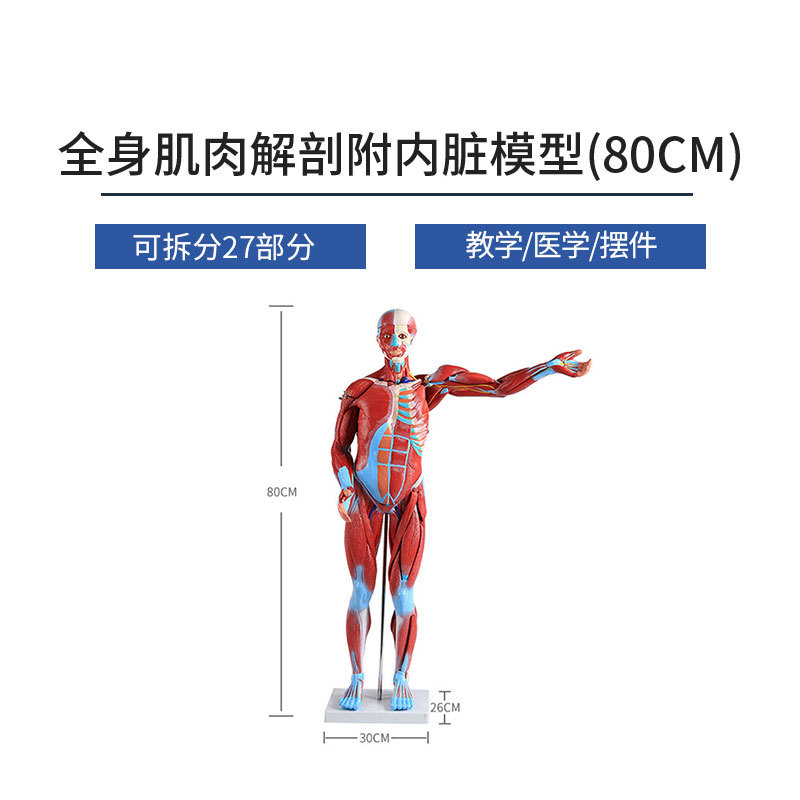 人体肌肉模型美术 医用 仿真骨骼肌肉组织解刨模型 健身 教学模型