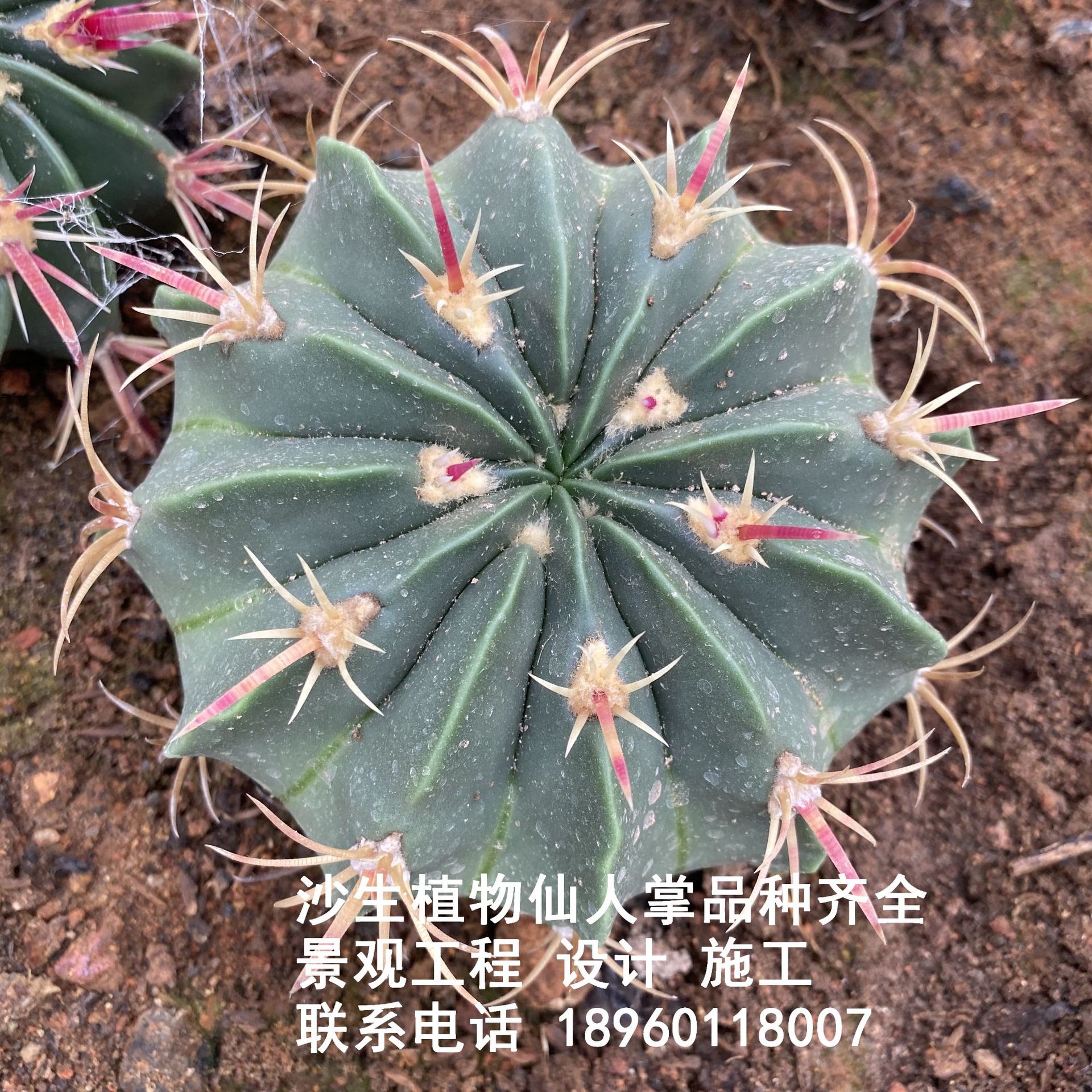 实生赤城仙人球开花仙人掌趣味红刺硬刺多肉植物桌面观赏性小盆栽