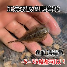 贵州爬岩鳅冷水清道夫鱼琵琶鼠双吸盘吸鳅 除藻吃垃圾擦玻璃