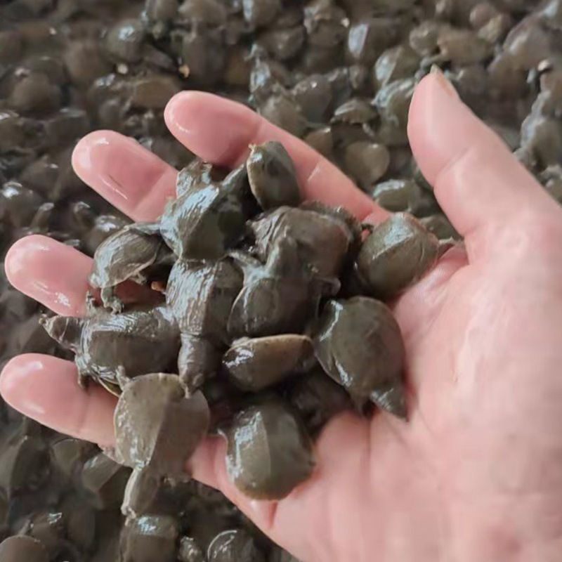 45成交1200千克相似小甲鱼苗外塘中华甲鱼苗王八水鱼活物甲鱼水产鱼苗