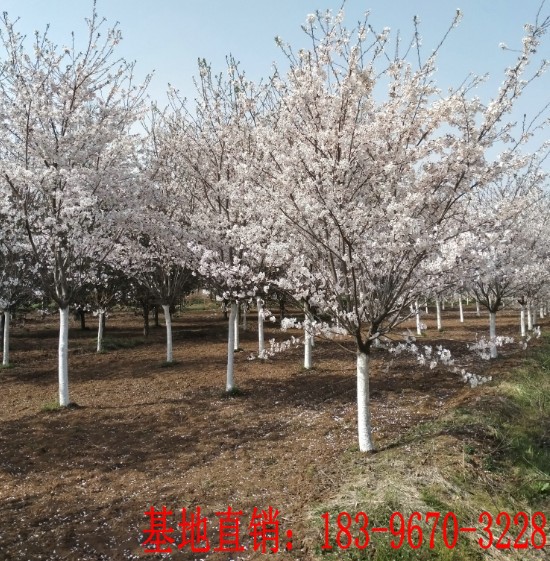 基地直销:5-25公分晚樱 早樱 染井吉野樱花树 规格齐全