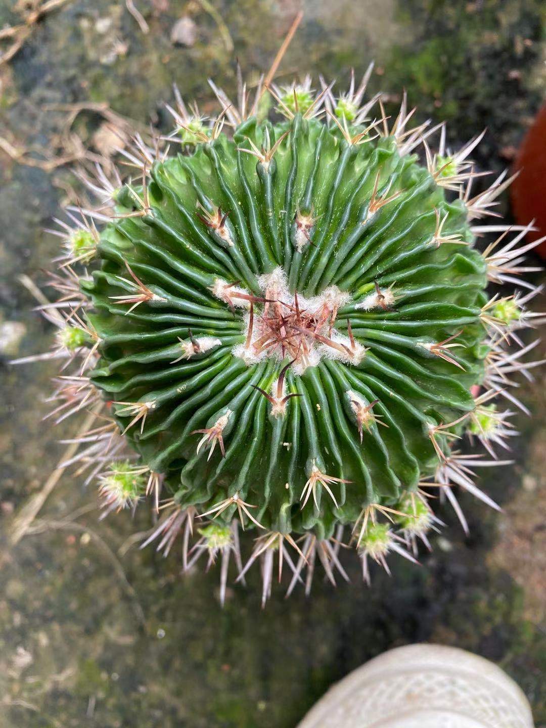 仙人球 多棱玉 别名千波万波 红色花 开花植物盆栽 漳州批发基地