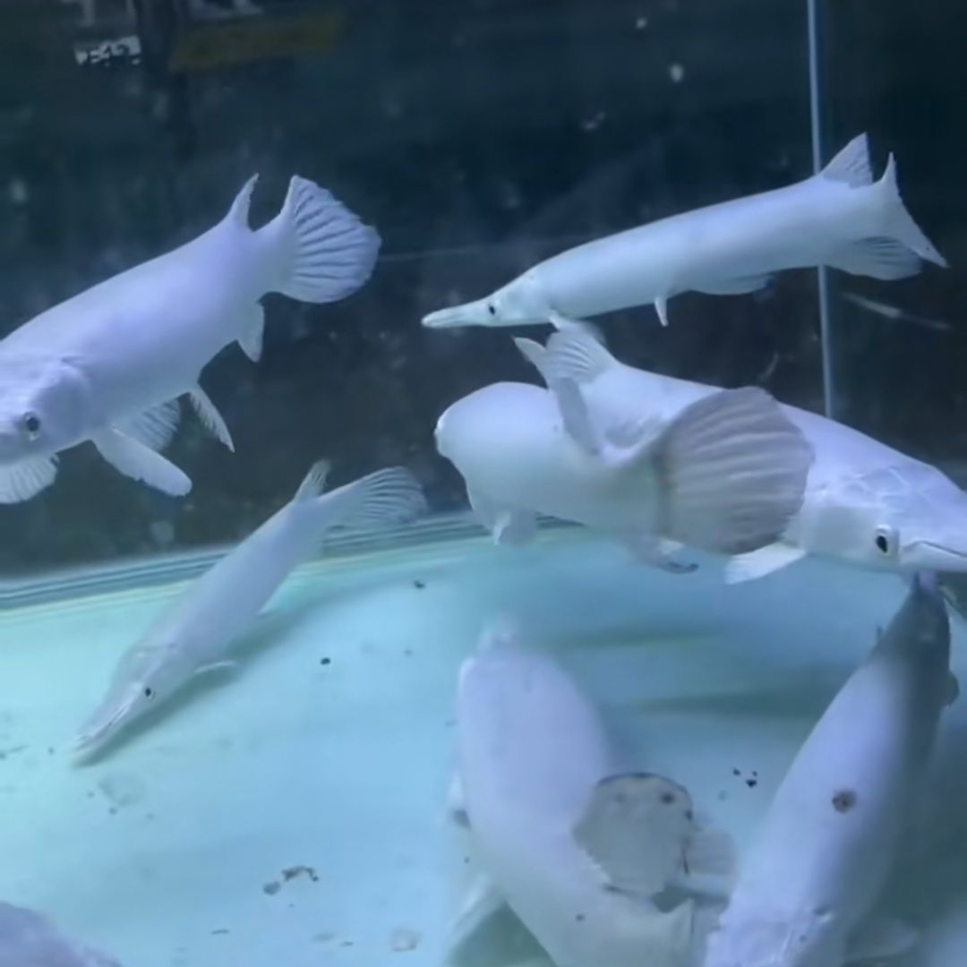 火箭鱼白化幽灵火箭白化火箭苗变异红眼大型鱼猛鱼观赏鱼