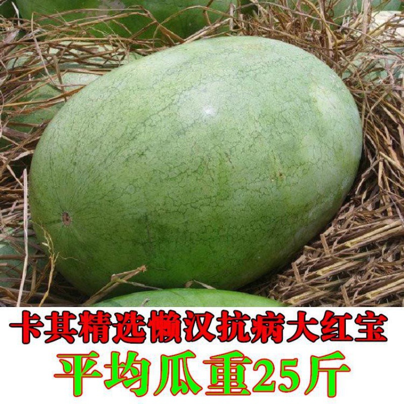 新大红宝西瓜种籽抗病绿甜懒汉巨型红瓤西瓜种子孑特大高产早南方