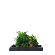 附石菖蒲吸水石小盆景配米竹室内桌面绿植苔藓微景观盆栽水培植物