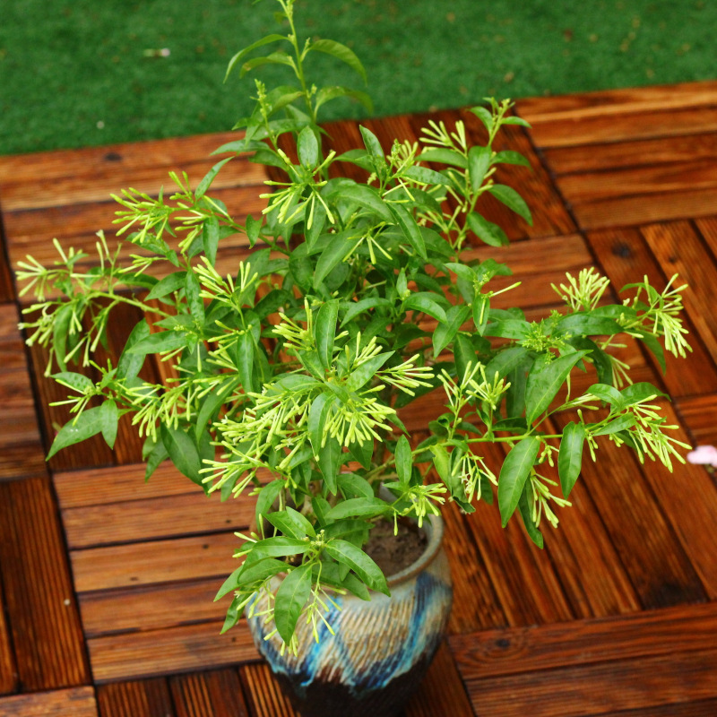 夜来香 花树苗 开花盆栽 植物 夏季阳台庭院室外绿植花苞夜兰