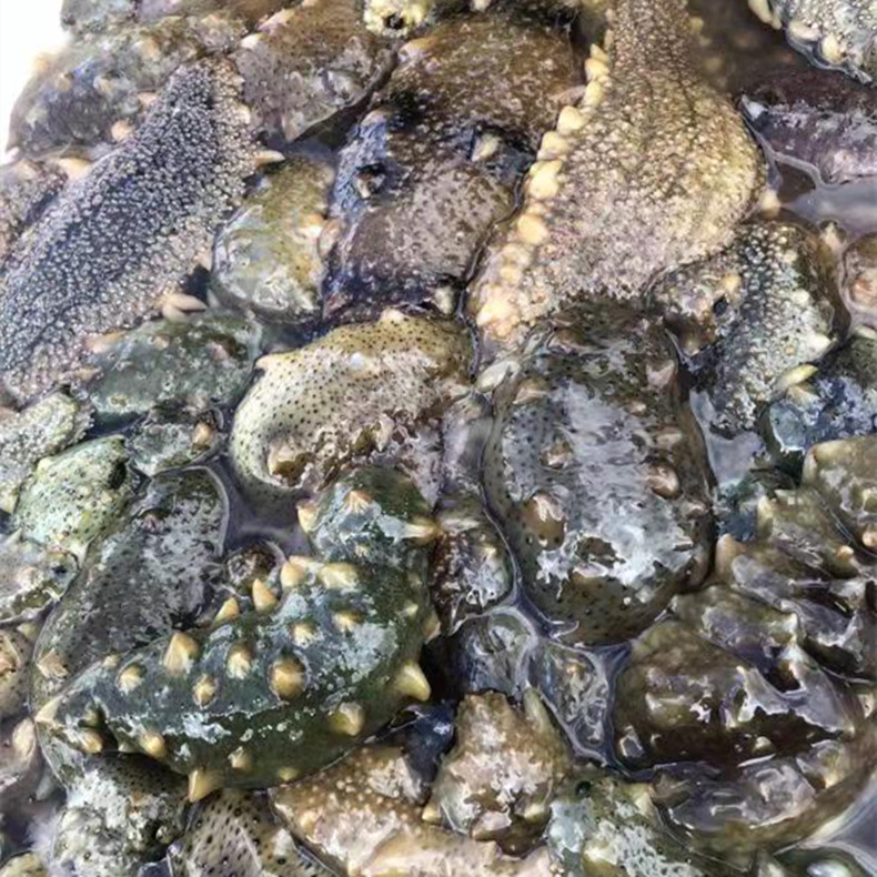 活海参大连长岛鲜活刺参活体海参深海捕捞一件批发价