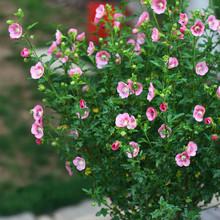 一名花匠小木槿棒棒糖四季开花好养活木槿花盆栽花卉阳台室外庭院