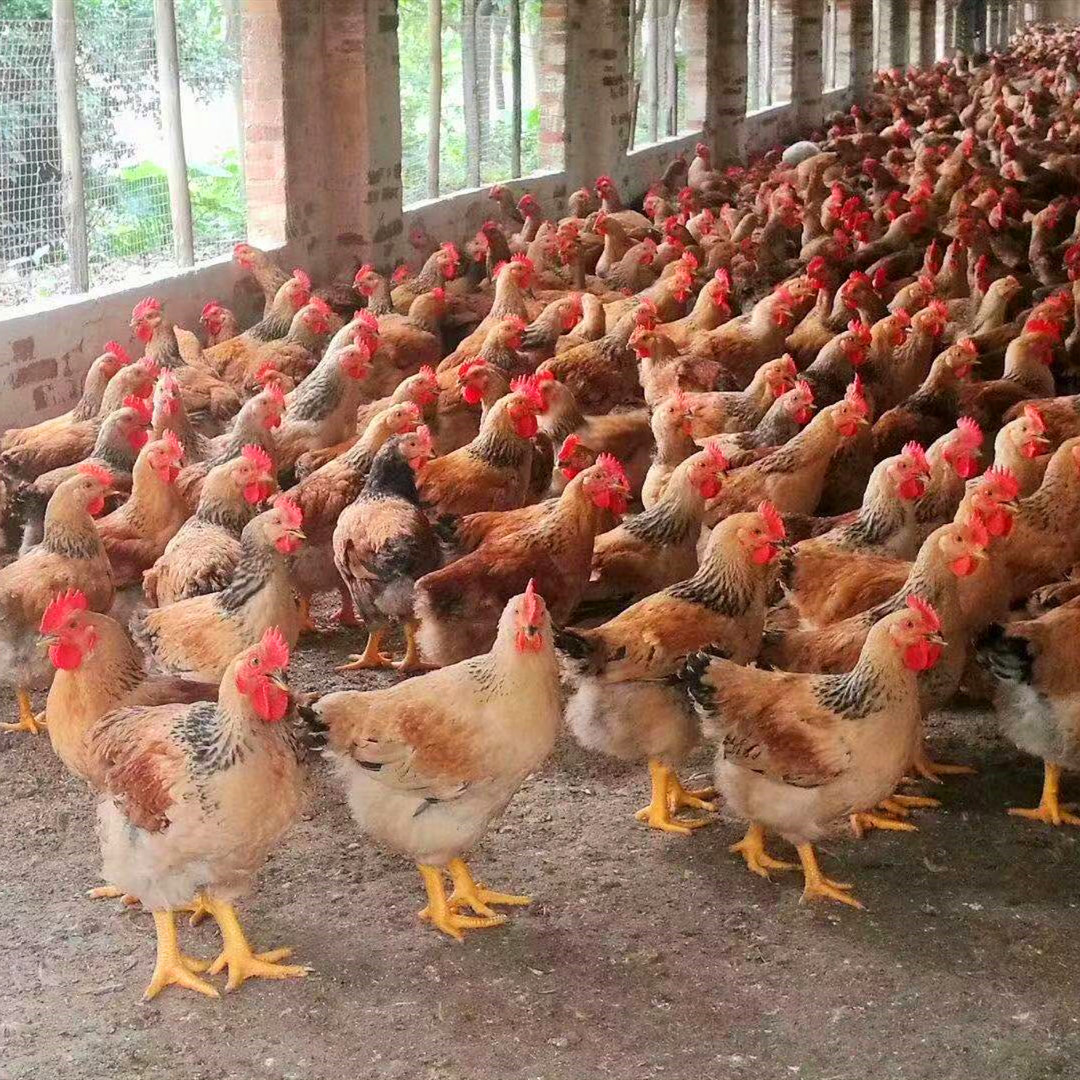 六盘水k901大种鸡苗 代育各日龄笨鸡苗 出壳鉴别苗价格低 运输快