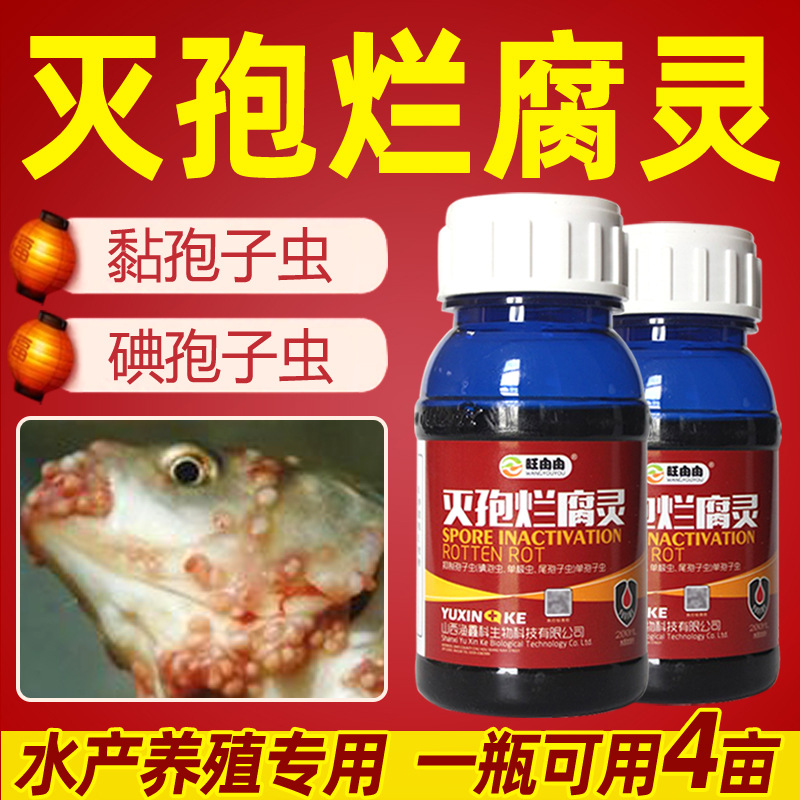 水产专用杀孢子虫烂身腐皮腮甲起脓抑制肠道孢子虫腮部孢子虫鱼药