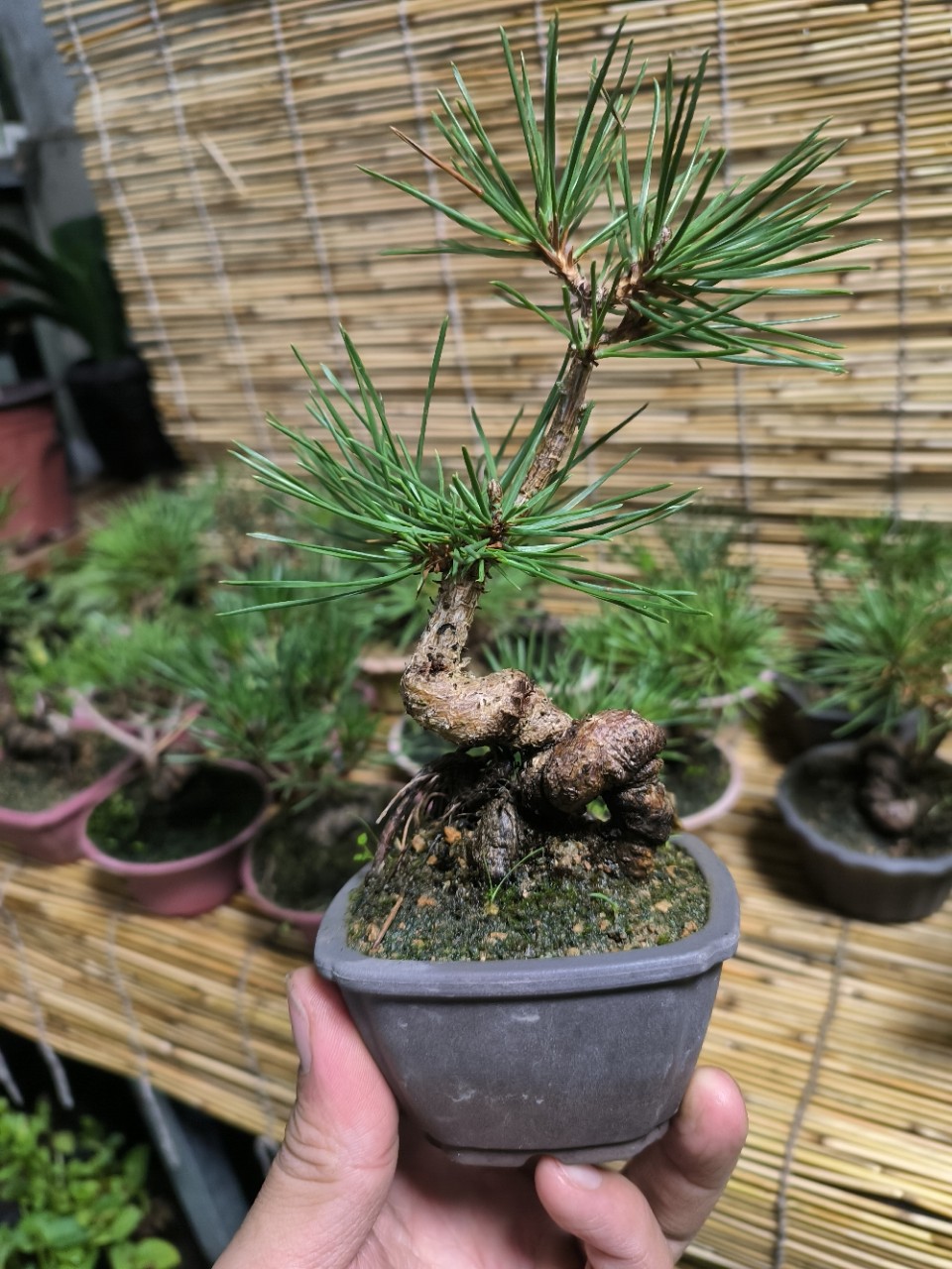 三河黑松小陀陀老桩掌中宝小盆景造型精品松柏小盆景支持选货