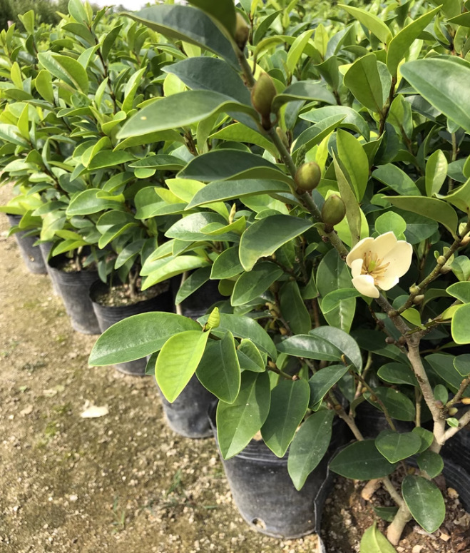 含笑花苗
