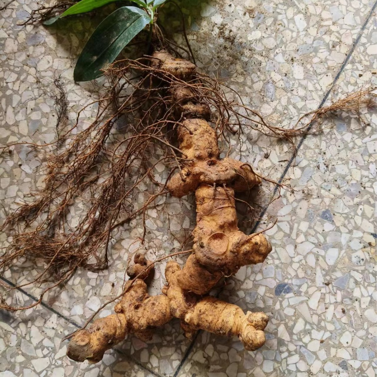 江西大个新鲜黄精中药材山黄精老虎姜多花黄精姜型老黄精泡酒