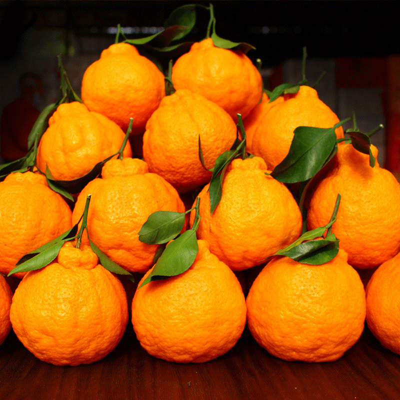 四川不知火丑橘10斤新鲜水果整箱丑八怪当季粑粑桔春见橘子耙耙柑